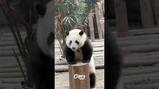 Ejercicios para Pandas 🐼 #viralvideo