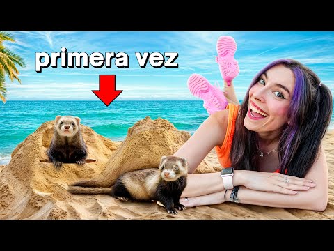 MY FERRETS ARE GOING TO THE BEACH FOR THE FIRST TIME!!