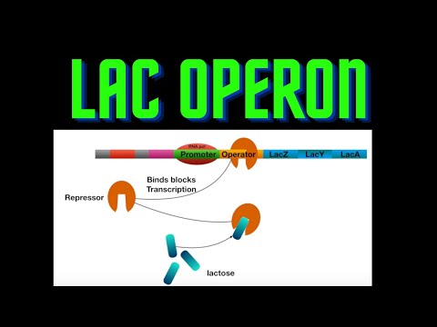 USMLE Step 1 - lesson 10 - lac operon