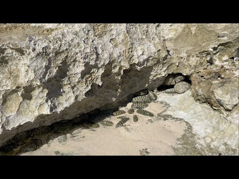 Exploring Sea Snails & Mollusks (Chitons) at Low Tide  | Mindful Oceanside Watch - 4k