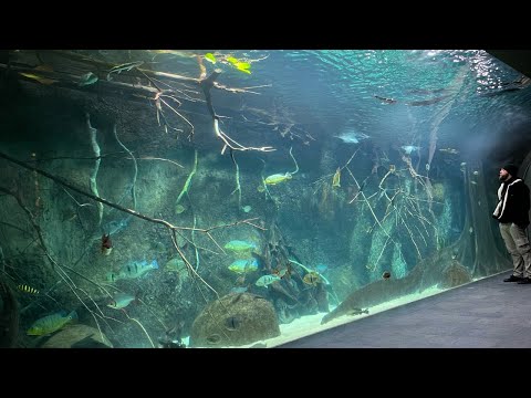Meine Cichlas ziehen in das größte Amazonasaquarium Deutschlands | Zoo Leipzig #peacockbass
