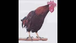 Download lagu DJ ayam - lagu jaman 2000an mp3