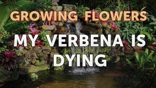 My Verbena Is Dying