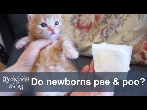 So how newborn kittens pee and poo?