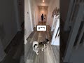 Sapphie the pomsky assigns chores to parents