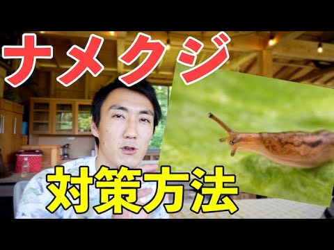卵の殻 ナメクジ 菜園 自然 抗ナメクジ