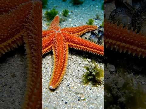 Common Starfish Moving Silently on the Seabed