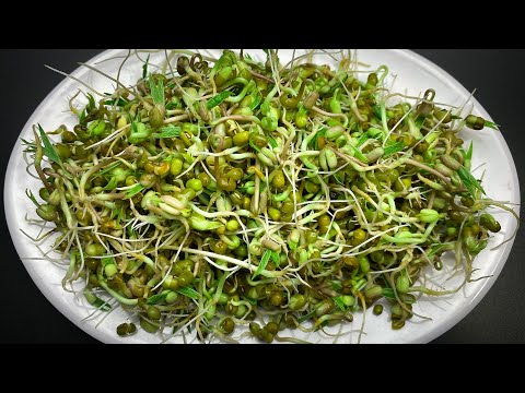 Mung Bean Time Lapse - How To Grow Mung Bean Sprouts At Home