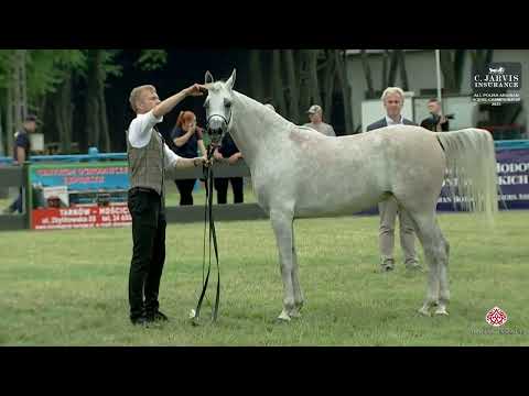 All Polish Arabian Horse Championship 2023   Class 6A