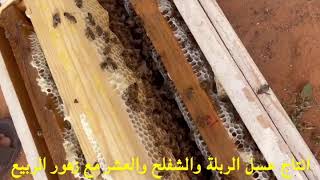 عسل زهرة الربله مع الشفلح والربيع
