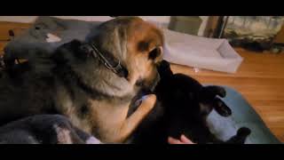 Video preview image #1 German Shepherd Dog-Unknown Mix Puppy For Sale in Topeka, KS, USA