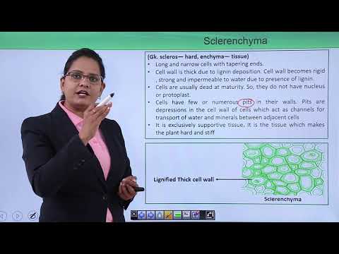 Anatomy of flowering plant Introduction Hindi