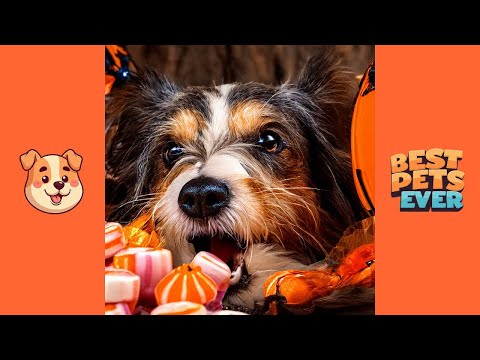 Animaux de compagnie contre halloween : effroi et déguisements mignons