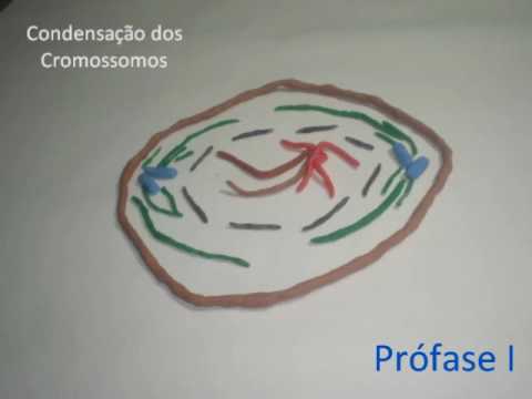 Mitose e Meiose (Stop Motion)