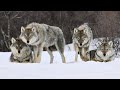 How The Wolf Pack Is Arranged