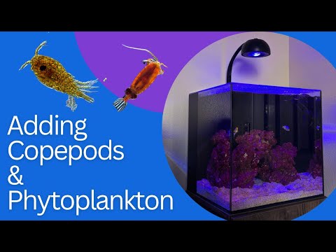 Phytoplankton und Copepoden erkl&auml;rt | So setzen Sie lebende Copepoden in Ihr Riffaquarium ein