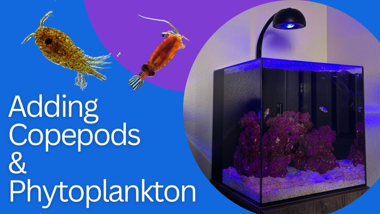 Phytoplankton and Copepods in Reef Tanks: What This Method Gets Right (and Where Beginners Slip)