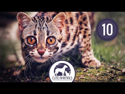 Top 10 Exotic Cats That Are Kept As Pets