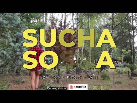 Dlaczego sosna uschła?