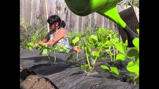 DreemTV: DreemGardens - "Fox Garden"