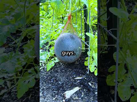 Home Grown Watermelon!
