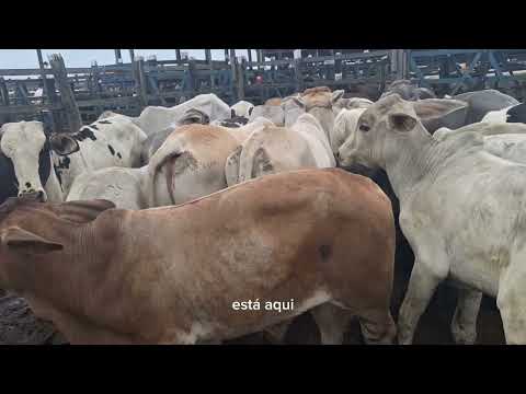 Explorando a pecuária na feira do gado em Monte Alegre sergipe  09 maio 2024