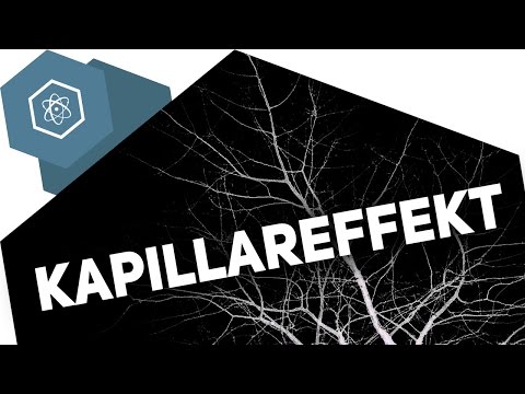 Capillary effect – How do plants drink?