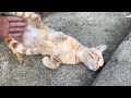 Meeting A Friendly Orange Tabby Cat Who Loves Being Petted Meow Kittens