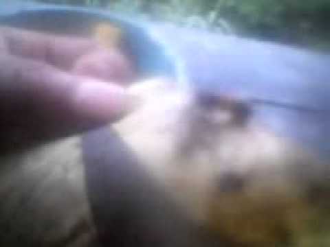 video chistoso V1705-12_14.50