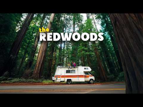 We Almost Skipped the Redwoods. That Would’ve Been a Big Mistake