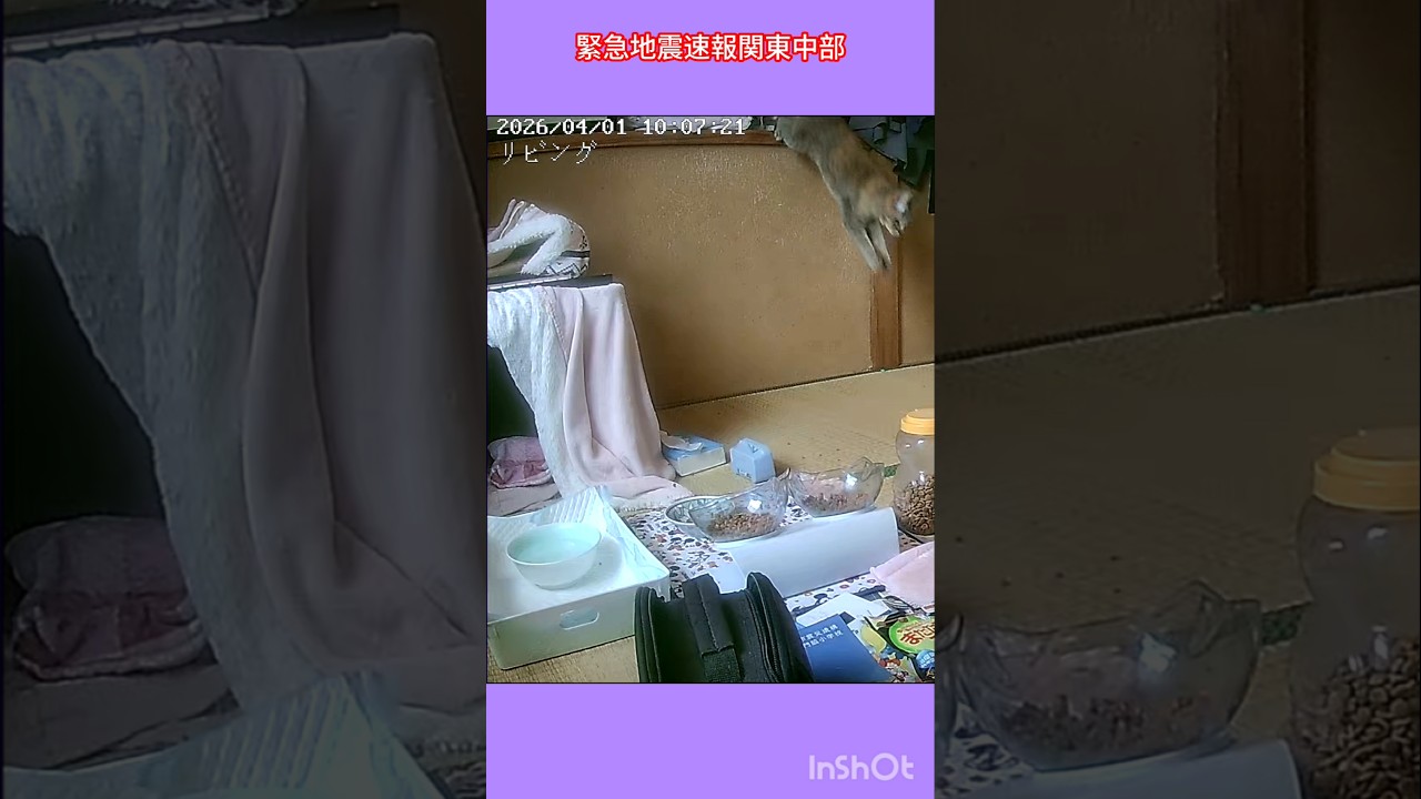 #緊急地震速報 関東中部 ねこ飛び出す　#見守りカメラ #ビックリ #shorts #ねこファミリー