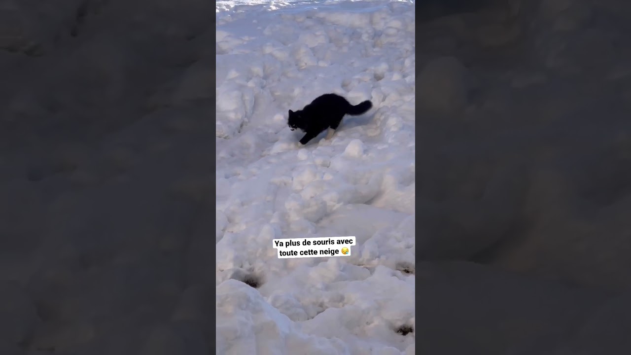 Hamide cherche des souris dans la neige 😅😅 #cat #kitten #chat #neige