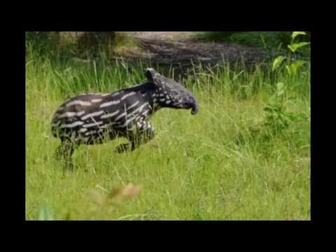 My First Tapir Slideshow