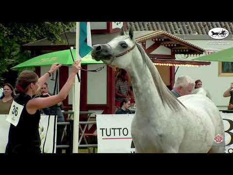 N 36 SL BLANCA   Strohen 2021 European C Show   Mares 7+ Years Old Class 1011