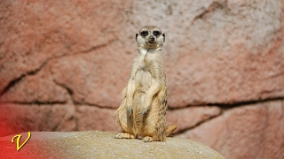 Afu-Ra - Scat Man (Vetlemoe Remix)