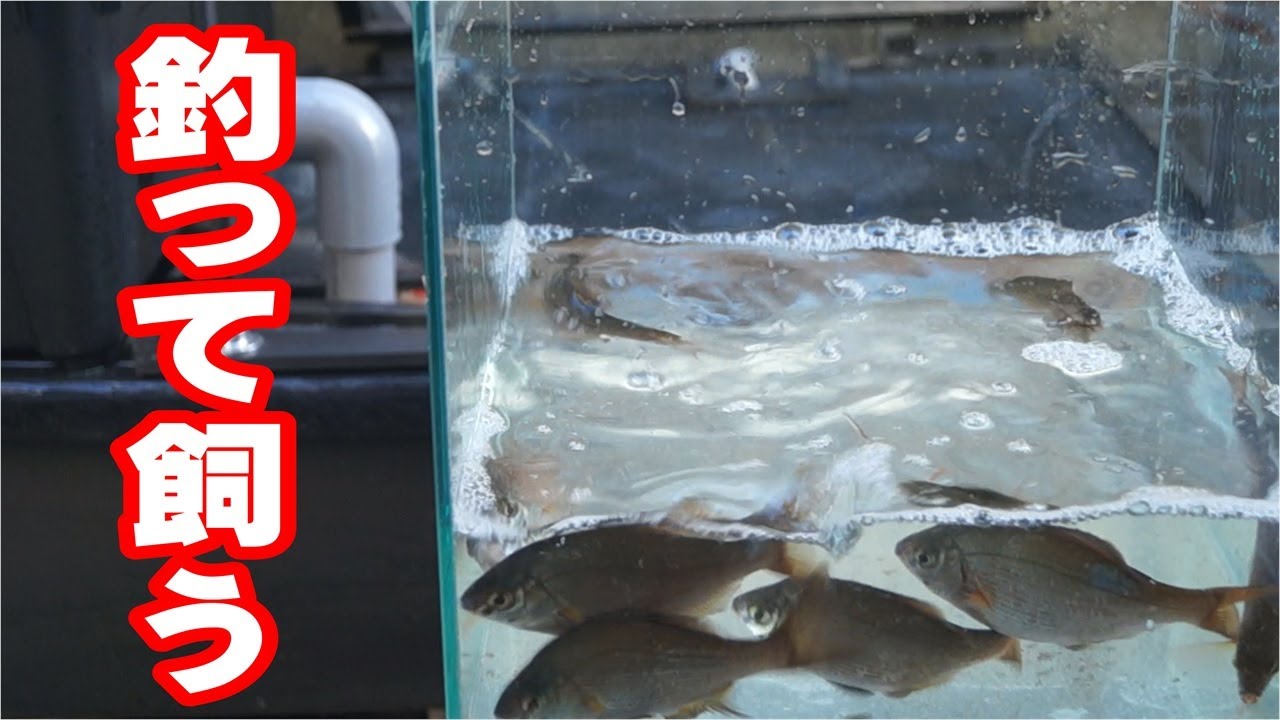 魚釣りに行って飼育しようぜ！【海水水槽10】