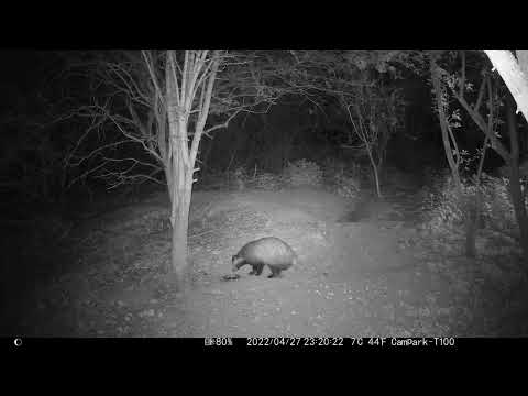 Badger moves water bowl & pees in Cambs UK 27apr22 1120pm Trail Camera
