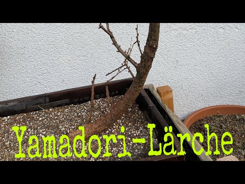 Yamadori Lärche, Larix Bonsai 02/22 von Josef Bruns