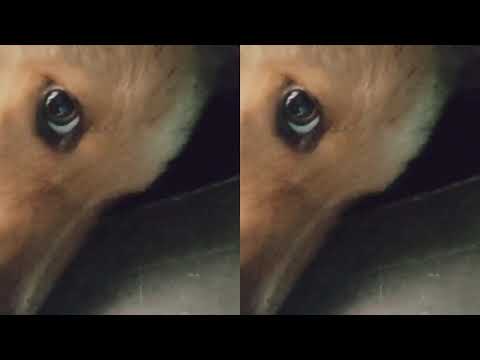 my cute little pet fun