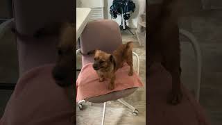 Video preview image #1 Chiweenie Puppy For Sale in San Diego, CA, USA