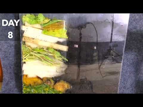 Red Wiggler Horizontal Migration Worms Time-Lapse