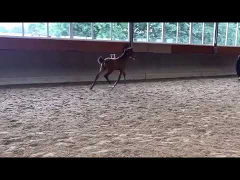 Stutfohlen von Borsalino x Ampere x Dream On