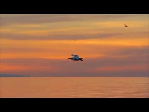 Sem Ti video