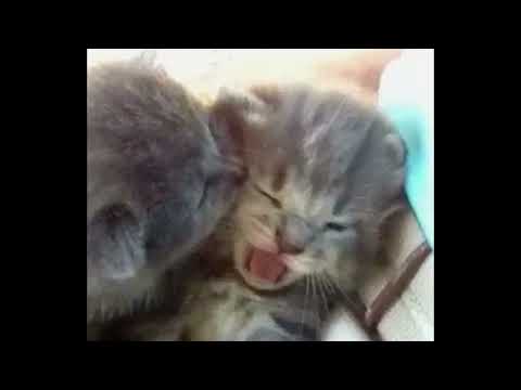 фото (╥﹏╥) (w1ldaureol)