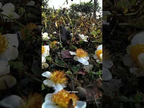 Pov: Introducing my weakness 🍂🌼🌸 | Tanzil's Creation | Flower video