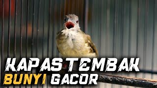 Download lagu MASTERAN KAPAS TEMBAK BUNYI GACOR TERKINI mp3