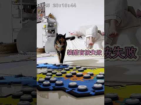 動口不動手 #cat #主人 #cute #喵哥是萌新 #pets #貓跳台 #funny #貓咪日常 #貓咪 #寵物友善日常