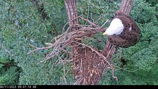 River Visits Nest!-Dale Hollow Eagles -June 11, 2023