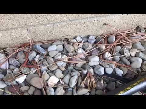 Family Pet Attracts Pavement Ants in Toms River, NJ