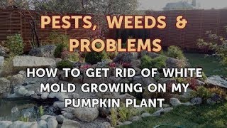 How to Get Rid of White Mold Growing on My Pumpkin Plant